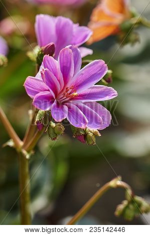 A Lewisia Cotyledon Flower In The Garden