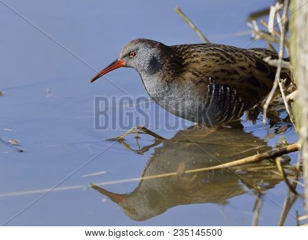 Water Rail - Rallus Aquaticus 
Standing In Water With Reflection