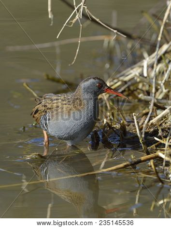 Water Rail - Rallus Aquaticus 
Feeding At Pond Edge