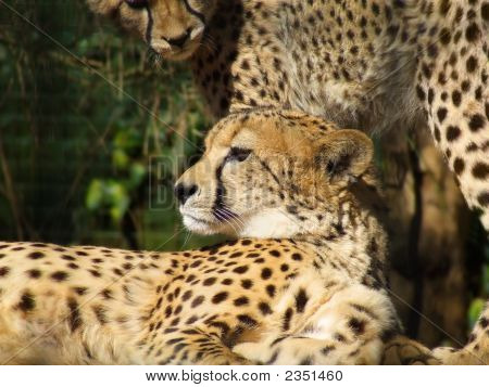 Cheetah et Cub (Acinonyx Jubatus)