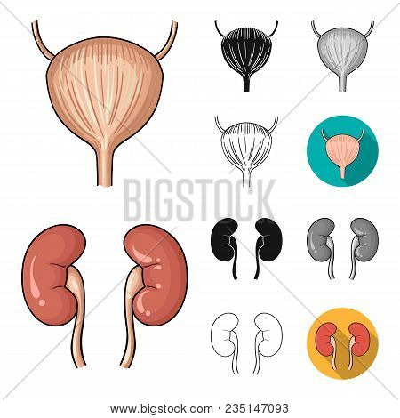 Human Organs Cartoon, Black, Flat, Monochrome, Outline Icons In Set Collection For Design. Anatomy A
