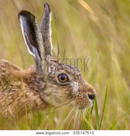Portrait Of European Hare (lepus Europeaus) Hiding In Grass And Relying On Camouflage