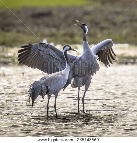 Two Eurasian Cranes (grus Grus) In Display Courtship Dancing In Shallow Water