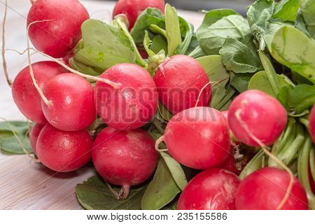 Links of fresh red organic radishes, Raphanus raphanistrum subsp. sativus