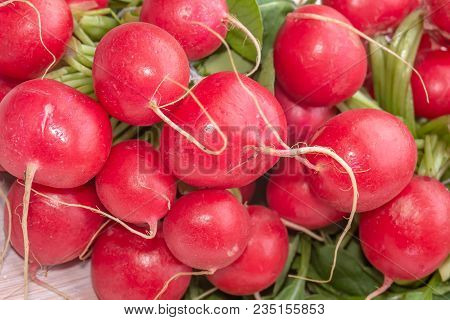 Links of fresh red organic radishes, Raphanus raphanistrum subsp. sativus