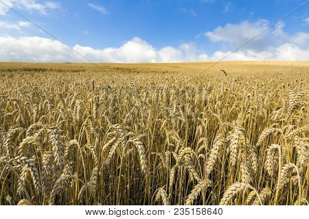 Landscape With Warm Colored Yellow Wheat Crops On Sunny Day On Rural Farmland. Ears Of Golden Wheat 