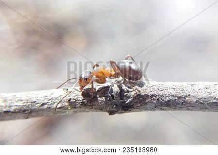 The Ant On The Branch Is A Big Macronature Sunlight Blurred Background