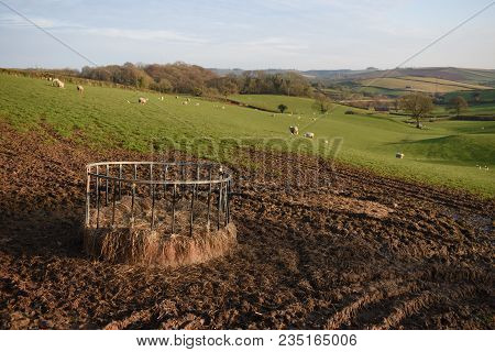 View Across A Field Of Sheep With Their New Born Lambs In Devon, Uk. In The Foreground Is A Metal Ri