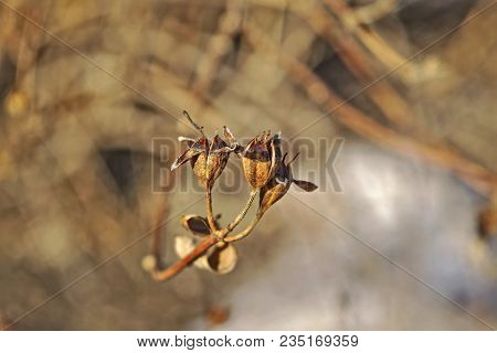 The Stems Of Plants In Winter On A Blurred Background