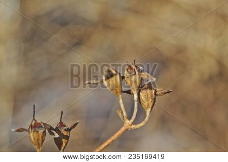The Stems Of Plants In Winter On A Blurred Background