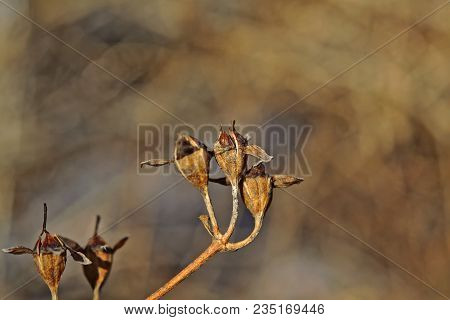 The Stems Of Plants In Winter On A Blurred Background