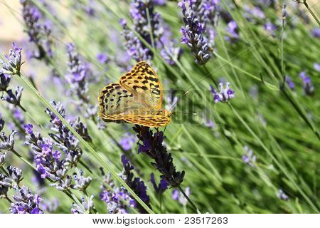 Beau papillon