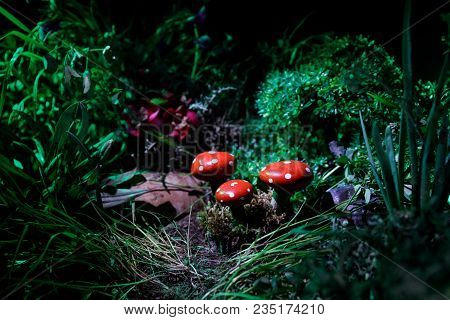 Mushroom. Fantasy Glowing Mushrooms In Mystery Dark Forest Close-up. Amanita Muscaria, Fly Agaric In