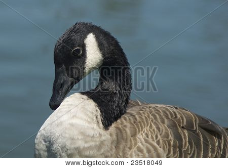 Canada Goose