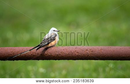 Scissor-tailed Flycatcher (tyrannus Forficatus) Perched On Fence Railing In Texas Spring. Natural Gr