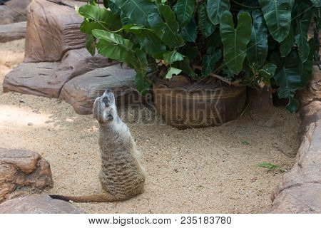 Meir Cats Standing In Cage At The Zoo