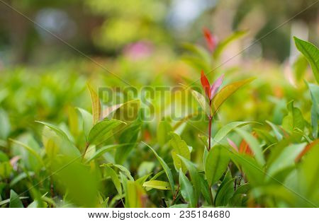 This Is The Close Up Picture Of Ixora Leaves. Its Flowers Are Called Needle, A Small Tree With Green