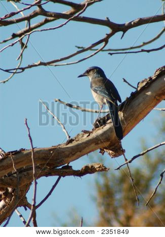 Scrub Jay