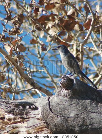 Scrub Jay