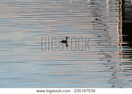 Western Grebe Enjoying The Calm Water Of The Marina