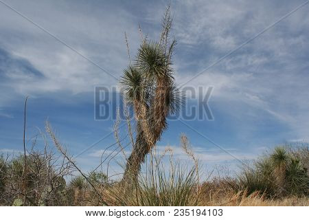 Joshua Tree Against Blue Sky With Whilte Clouds In The Arizona Sonoran Desert