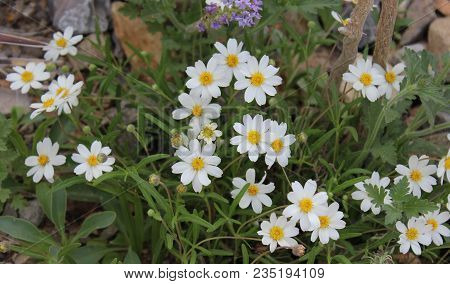 White Diasies With With Yellow Centers And Dark Green Leaves