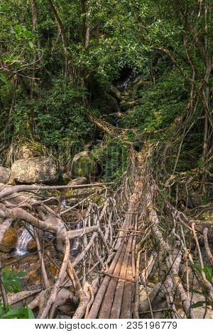 Living roots bridge near Nongriat village, Cherrapunjee, Meghalaya, India. This bridge is formed by training tree roots over years to knit together.