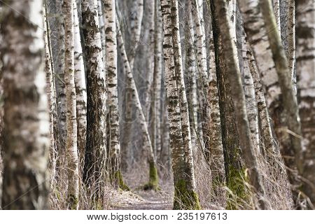 Birch Trees Forest At Spring In Europe
