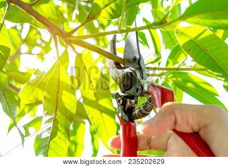 Pruning Trees With Pruning Shears In The Garden On Nature Background.