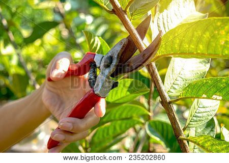 Pruning Trees With Pruning Shears In The Garden On Nature Background.