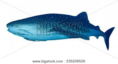 Whale Shark isolated. Whaleshark on white background