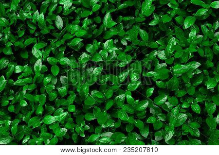 Green hedge of shrub Cotoneaster lucidus for the background texture. Fresh leaves are evenly arranged on the frame