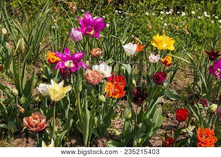 Meadow Of Varieties Of Tulips Park Sigurtà Valeggio Sul Mincio Verona Italy