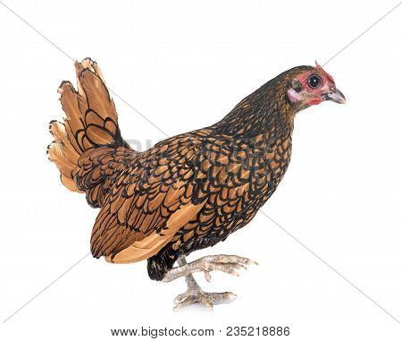 Golden Sebright Chicken In Front Of White Background