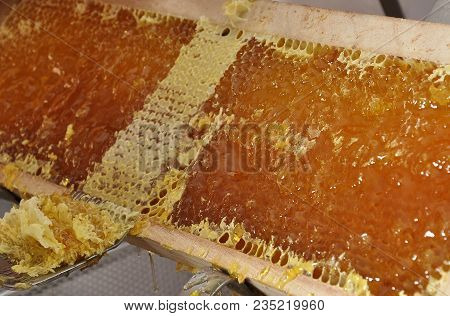 Colorful And Crisp Image Of Uncapped Honeycomb With Uncapping Fork