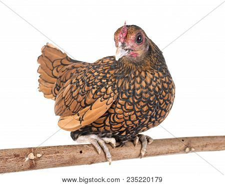 Golden Sebright Chicken In Front Of White Background