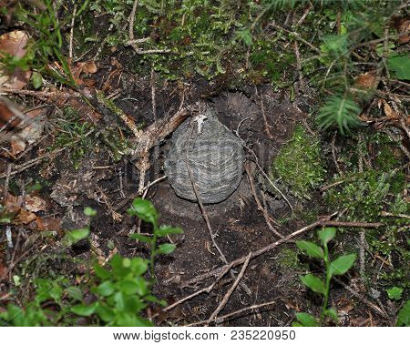 Colorful And Crisp Image Of Wasps Nest On Forest Floor