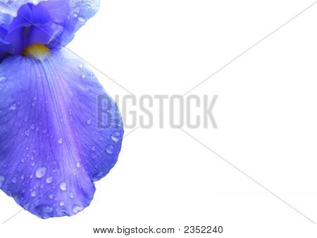 Flower Background In Purple