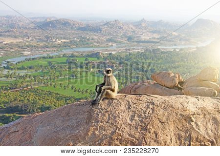 A Monkey With A Black Face Or Snout Sits On Top Of A Mountain In India, Hampi, On Mount Hanuman.