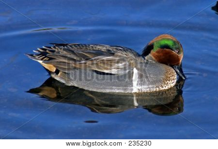 Burnaby Lake