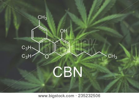 Cbn Cannabis Flowers At The Onset Of Flowering