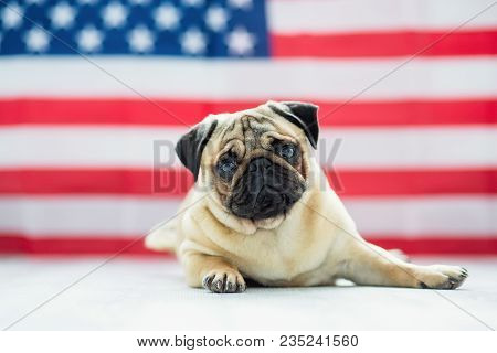 Pug On The Background Of The American Flag. Beautiful Beige Puppy Pug On The Background Of The Ameri