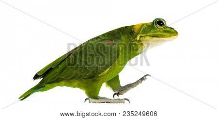 chimera with Yellow-naped parrot with head of frog, walking against white background