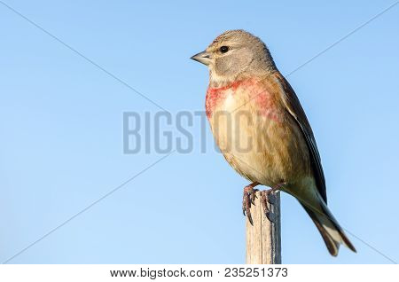 Male Carduelis Cannabina Or Pardillo Comun With Copy Space For Text