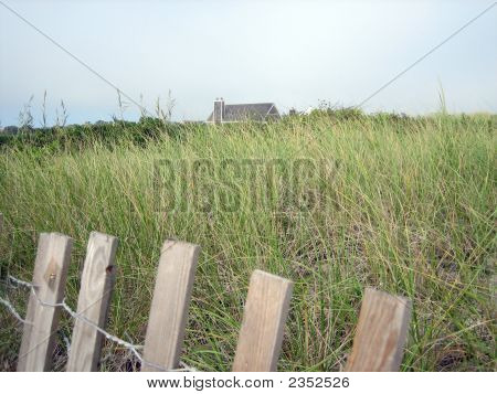 Beach Grass