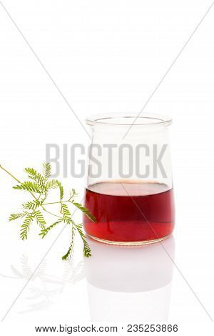 Mimosa Hostili Jurema Plant And Ayahuasca Brew Isolated On White Background. Traditional Medicine.