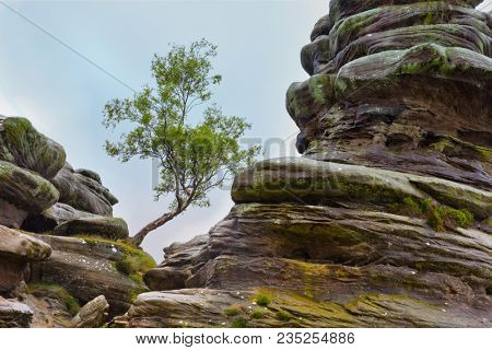 Lone tree between rock formations at Brimham Rocks, Yorkshire Dales, England