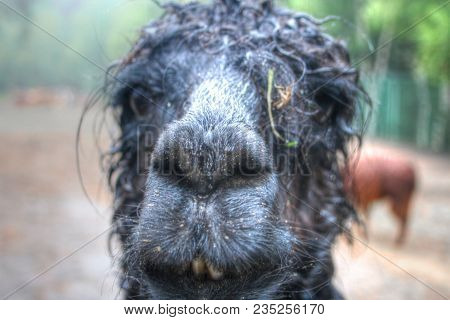 Cute Porttrait Of A Lama At A National Park