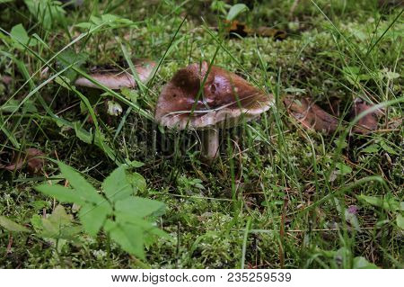 Brown Mushroom Close-up On A Background Of Grass.