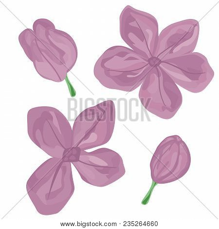 Set Of Hand Drawn Lilac Buds. Isolated. Pastel Colors. Four Elements.